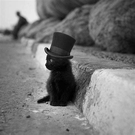 Cute And Funny Pictures And More Baby Black Cat In Top Hat