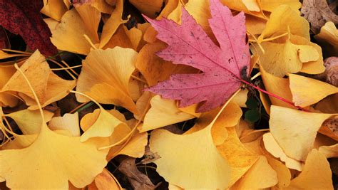 Petersburg reminds citizens to get leaves ready for collection