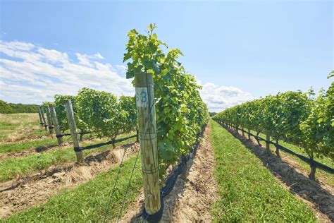 Peconic Bay Vineyards New York Wineries Wine Folly
