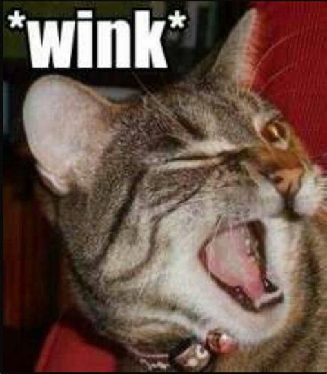 Wink Cat Wink Funny Cat Pictures Cute Cats Cats