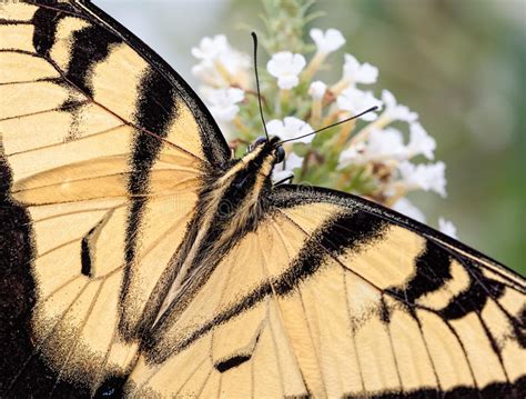 Mariposa De Swallowtail En La Flor Púrpura Imagen Imagen 1075433
