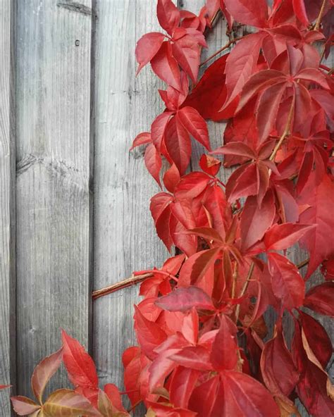 14 Red Climbing Plants With Vivid Red Autumn Leaves