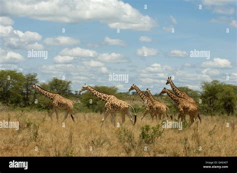 Reticulated Giraffes Giraffa Camelopardalis Reticulata Meru National