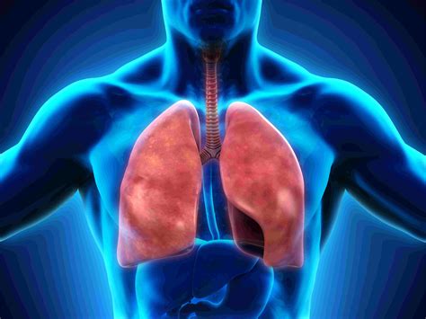 See more ideas about respiratory system, respiratory, anatomy. The Respiratory System