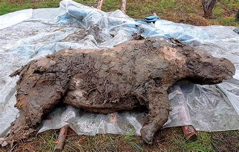 Best Preserved Ice Age Woolly Rhino Discovered In Siberia Photo The