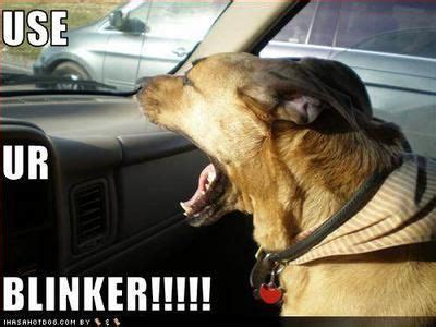 The best driver memes and images of may 2021. Dog Driving Car Woman Joke | funny-dog-pictures-dog-has ...