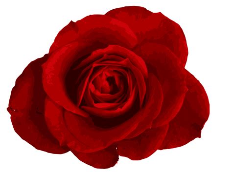 Red Roses Transparent