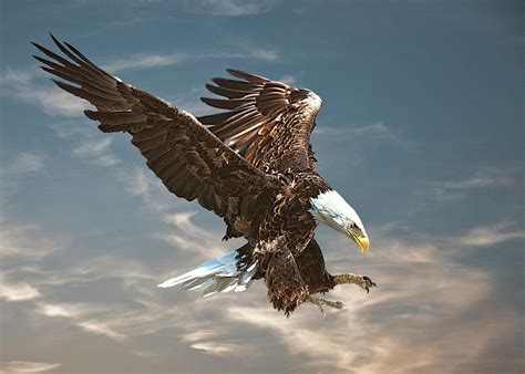 Bald Eagle Swooping Photograph By Brian Tarr Pixels