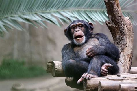 Monkey Names 769 Best Funny And Cute Ideas Blog Of Tom