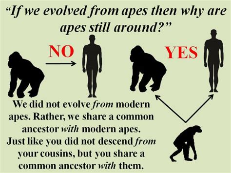 10 Common Myths About Evolution Paleontology World
