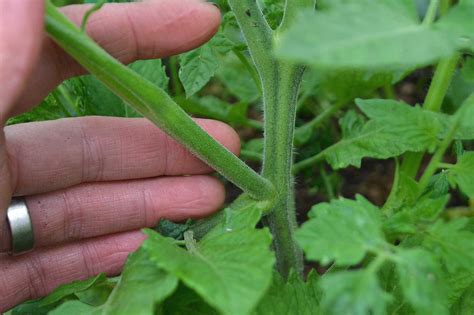 How To Plant Tomato Suckers Saras Kitchen Garden