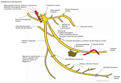 Head And Neck Anatomy Mandibular Nerve