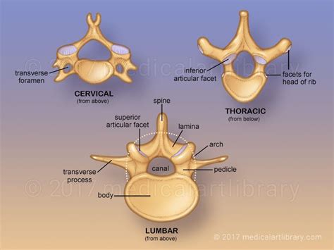Vertebrae Medical Art Library Anatomy Bones Cervical Vertebrae