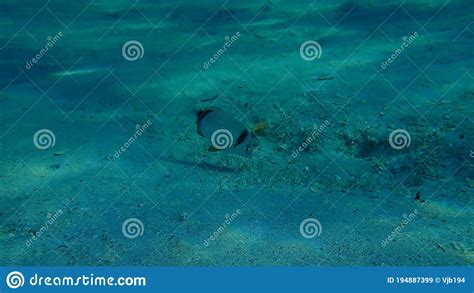 Common Two Banded Sea Bream Diplodus Vulgaris Undersea Aegean Sea