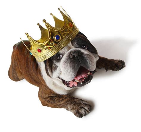 Dog With Crown Stock Photos Pictures And Royalty Free Images Istock