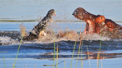 Animal Battles Hippo Vs Croc And Lion Vs Bear