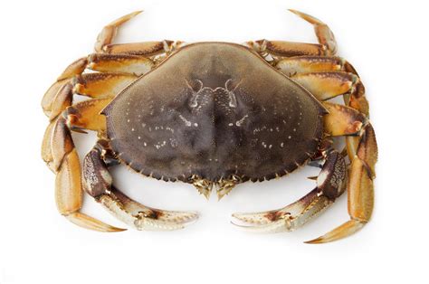 buy live dungeness crab pacific dream seafoods