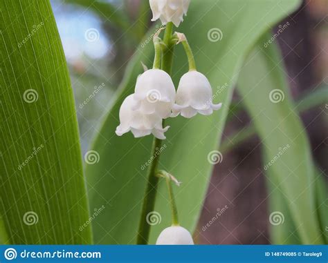 Small White Buds Of Lilies Of The Valley Spring Wild Forest Flowers