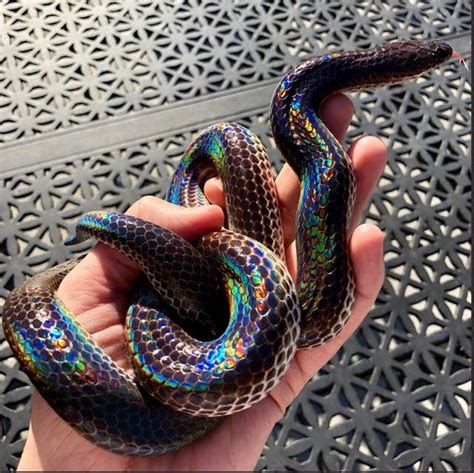 This Gorgeous Rainbow Snake Is A Pride Month Blessing Rainbow Snake