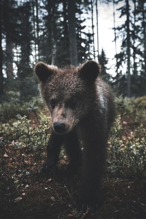 My 2018 Tumblr Top 10 Wild Animals Photography Cute Wild Animals Animals Beautiful