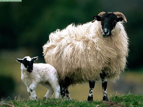 Sheeps Photos