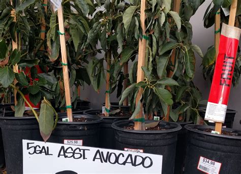 Where To Buy An Avocado Tree Greg Alders Yard Posts Southern
