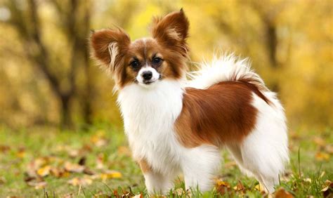 Get advice from breed experts and make a safe choice. Papillon Puppies For Sale - Pap Puppies | Greenfield Puppies
