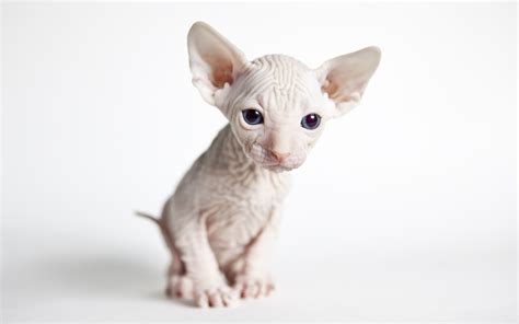 Download Wallpapers Sphynx Cat Small Hairless Cat White Kitten Cute