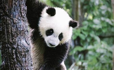 ¿en Dónde Vive El Oso Panda Y De Qué Se Alimenta