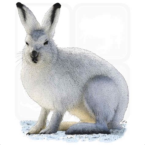 Snowshoe Hare Signed Fine Art Print