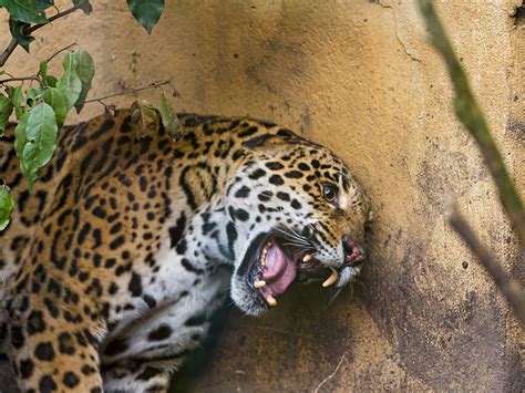 Picture Jaguar Big Cats Angry Wall Animals