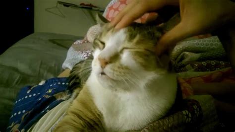 How To Give Your Cat A Massage Youtube