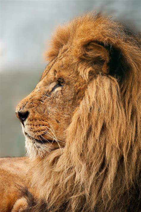 Lion Head In Profile Stock Image Image Of Dangerous 13547295