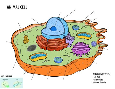 Interactive Animal Cell