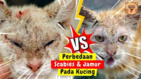 Wajib Tahu Perbedaan Kucing Jamuran Dan Scabies Cara Merawat Kucing