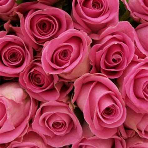 100 Long Stem Pink Roses 100 Pink Roses Bouquet
