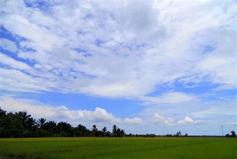 Sedikit video pemandangan sawah padi yang sedang tumbuh subur menunggu waktu untuk dituai.#pemandangan#sawahpadi#oraitnopo. Pemandangan Sawah Padi di Tanjong Karang, Selangor ...