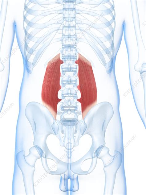 Low back muscle spasming is common because lumbar extensor muscles must contract eccentrically, isometrically, and concentrically whenever we bend forward. Lower back muscles, artwork - Stock Image - F005/5488 - Science Photo Library