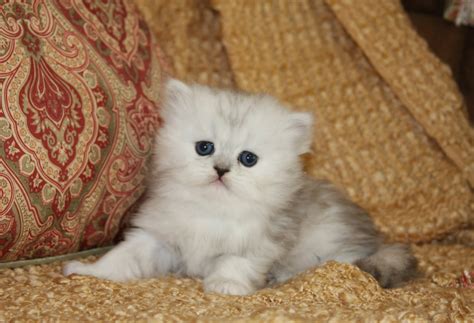 I have to sadly rehome him because my newborn baby is allergic. Tiny Tots - Birth & Beyond - Newborn Baby Kittens ...