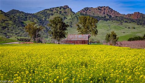 Spring Barn Photograph By Mike Ronnebeck Fine Art America
