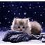 Cute Fluffy Kitten Download HD Wallpapers And Free Images