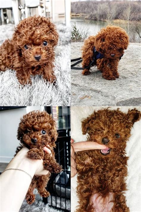 However, you can browse from the available puppies in the following categories. micro teacup poodle puppies for sale near me | Poodle puppies for sale, Poodle puppy, Toy poodle ...