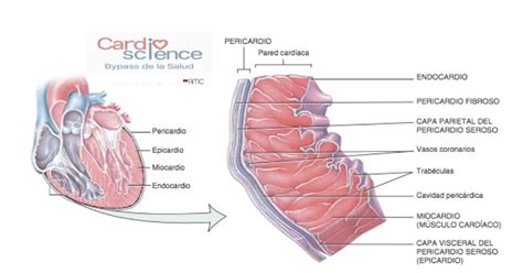 Img 12 Pericardio Y Pared Cardiaca Cardio Science