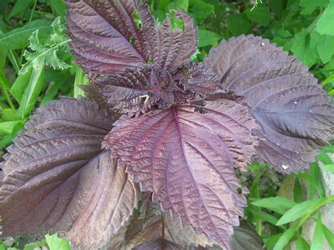 Magilla perilla is an herbaceous annual with an upright spreading habit of growth. Planting with a Purpose: Purple Basil vs. Red Perilla