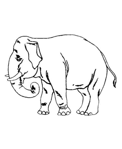 Amazing Elephant Coloring Pages
