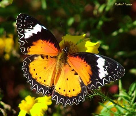 Butterflies Images Most Beautiful Butterflies Wallpaper