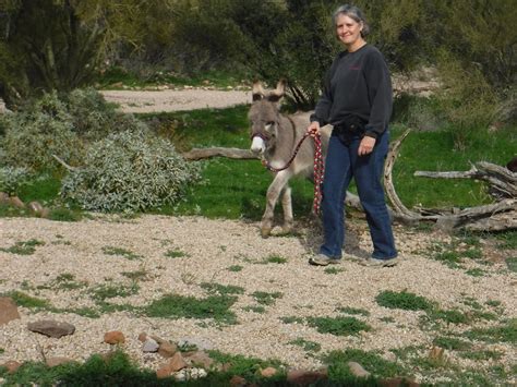 12 Fascinating Things You Never Knew About Donkeys Pethelpful