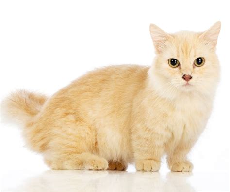 Munchkin Cat Breed Information Everything You Want To Know Dog