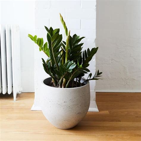 A Potted Plant Sitting On Top Of A Wooden Floor Next To A Radiator