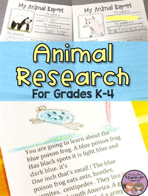K 4 Animal Research Projects Animal Report 3rd Grade Writing